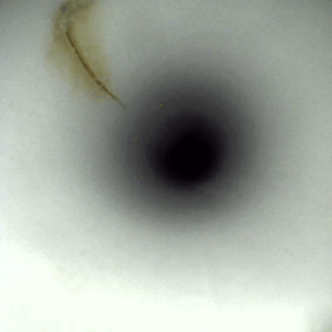 biofilm dans griffe