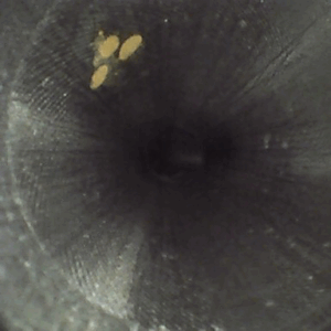 tâches biofilms